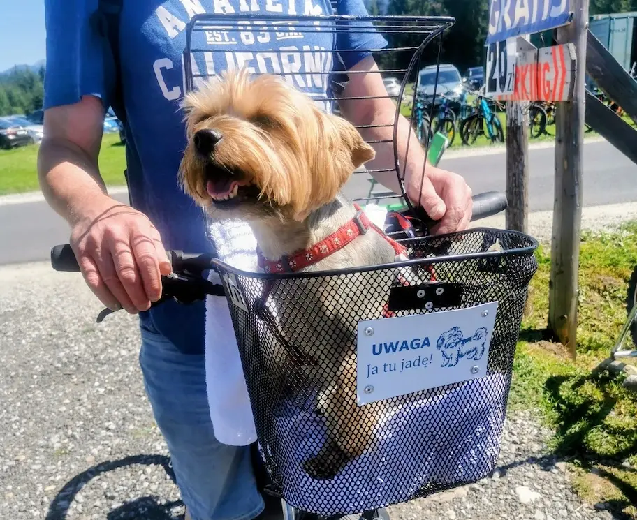 Koszyk rowerowy dla malego psa
