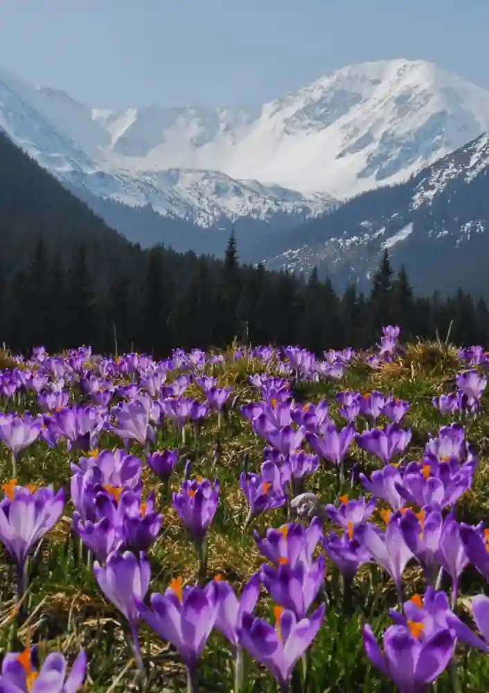 Krokusy w Dolinie Chocholowskiej 2026 - 26 marzec