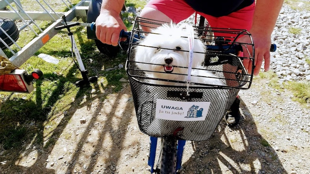 Pies w koszyku z tabliczka Uwaga Ja tu jade