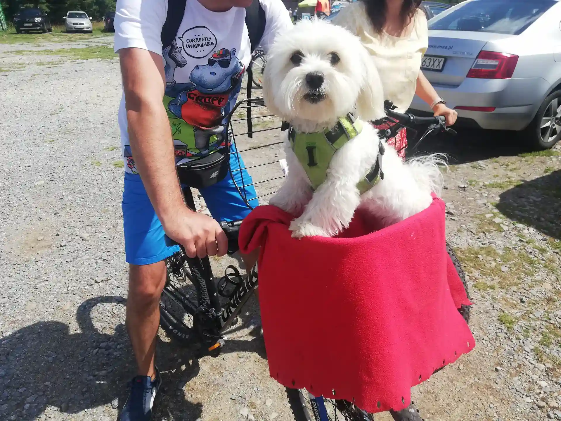 Freundlicher Hund im Fahrradkorb